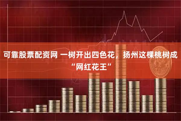 可靠股票配资网 一树开出四色花，扬州这棵桃树成“网红花王”